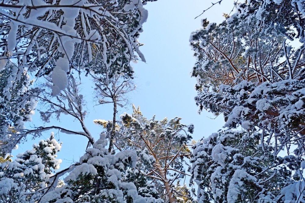 Photograph by Владимир Бормотов