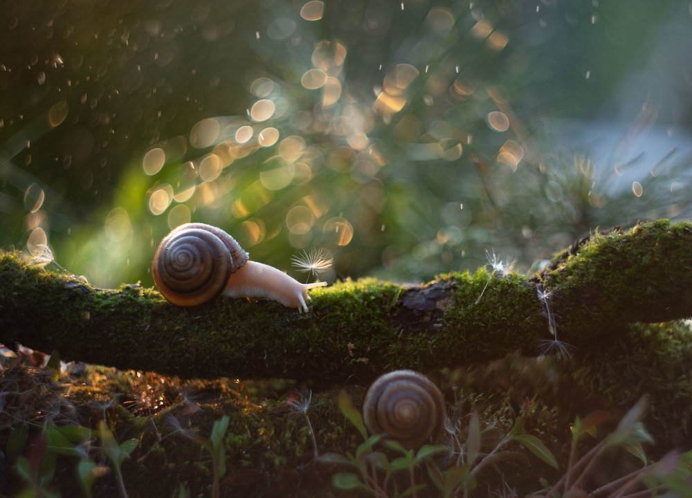 Photograph by Екатерина Науменко