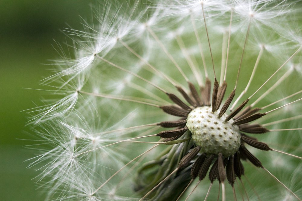 Fluffy dandelion