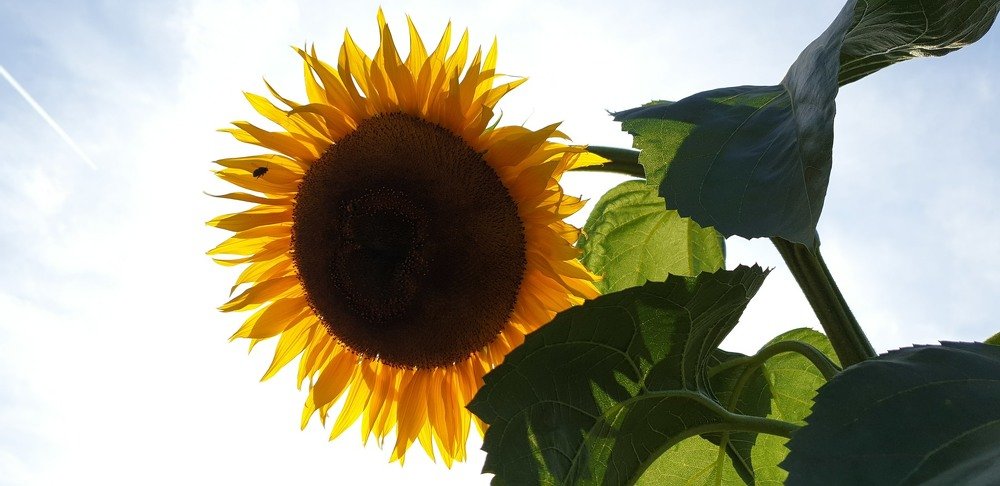 Photograph by Oleg Maloman