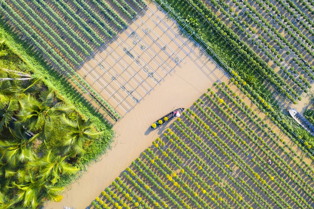 Growing flowers upon the flooding field