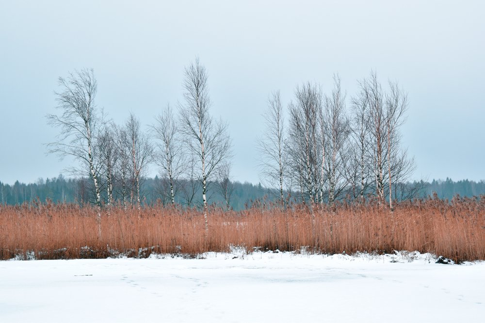 Туманное утро