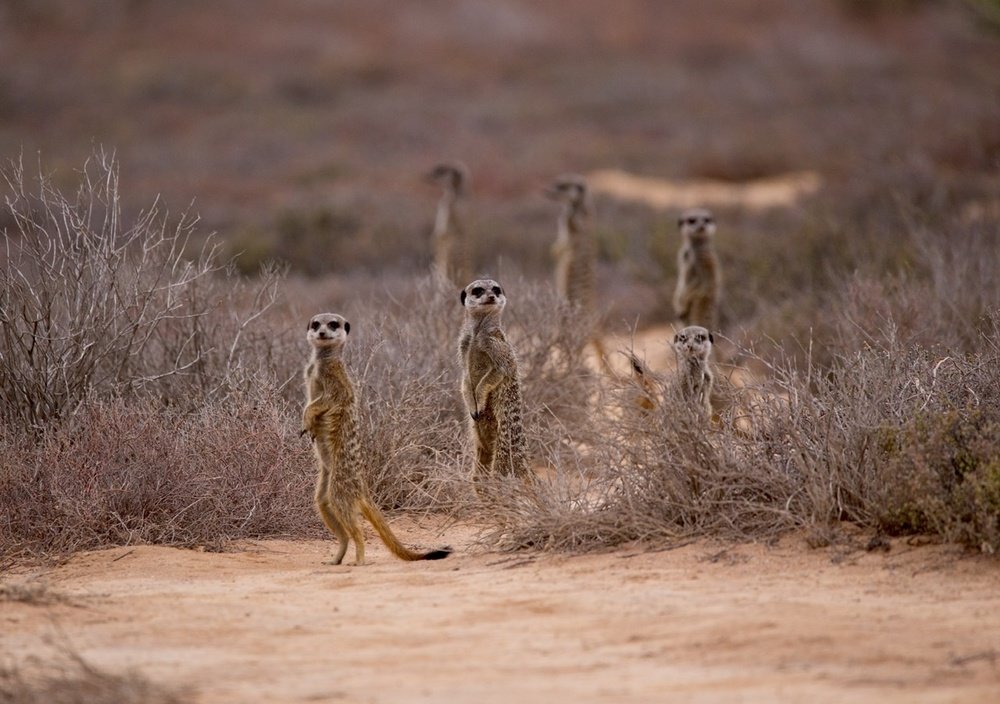Утренний дозор