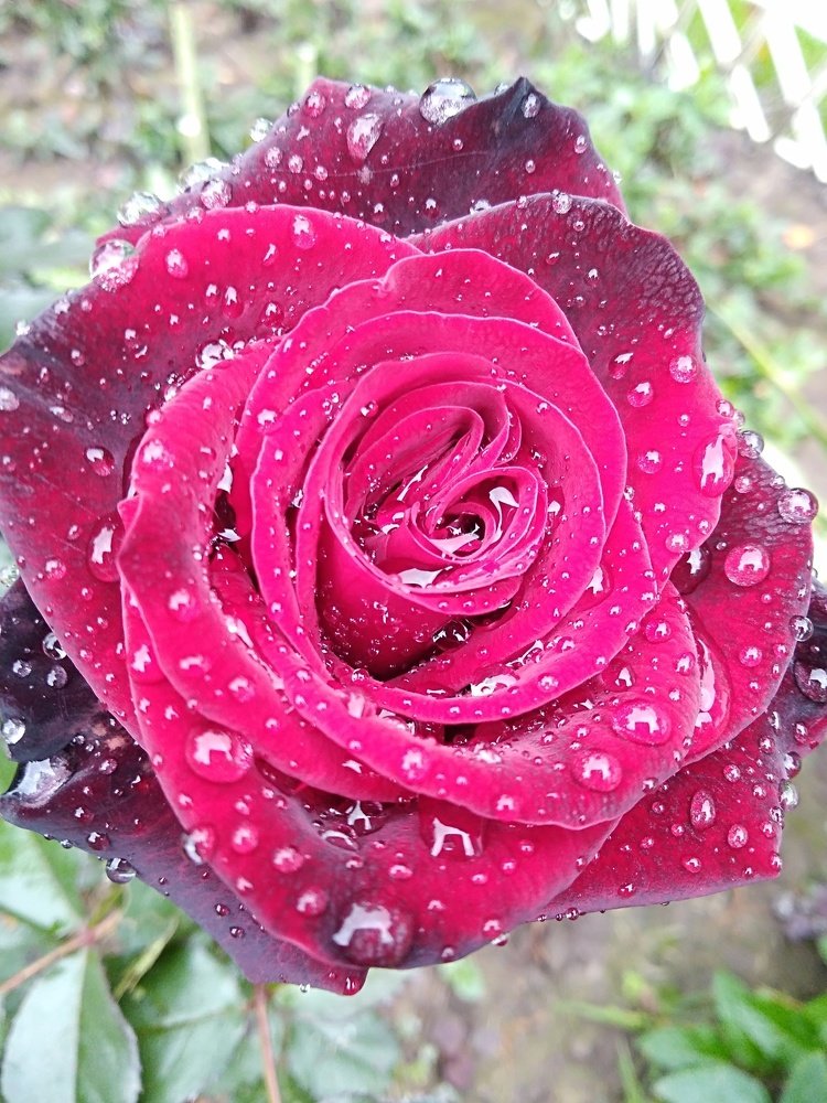 Садовая красавица