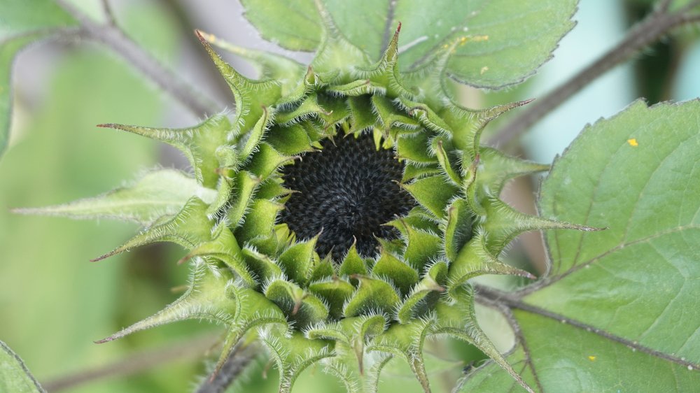 Photograph by Andreas Koff