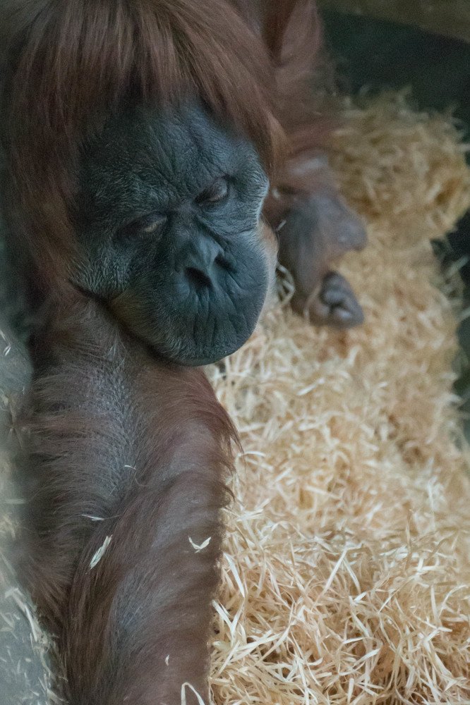 Photograph by Сергей Осинцев