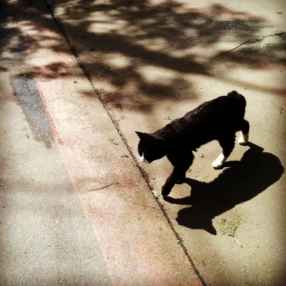 Два черных кота