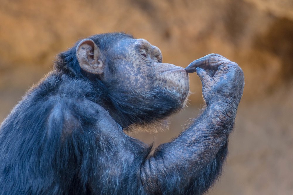 A.I.? Unbelievable! It's fake!