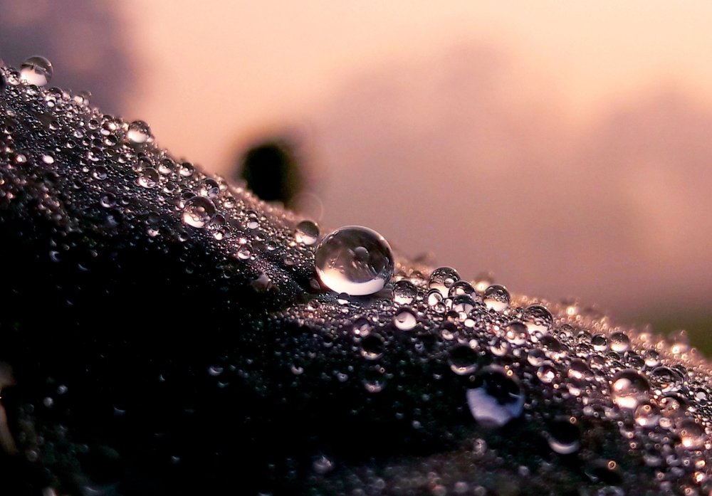 Dewdrops