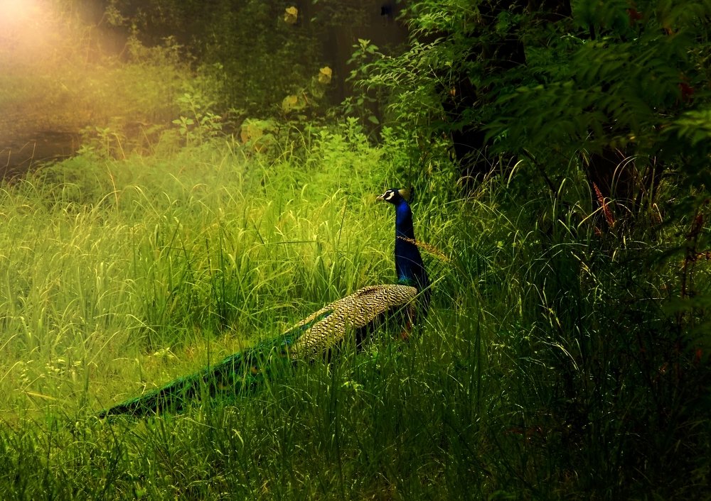 Photograph by urvashi khurana