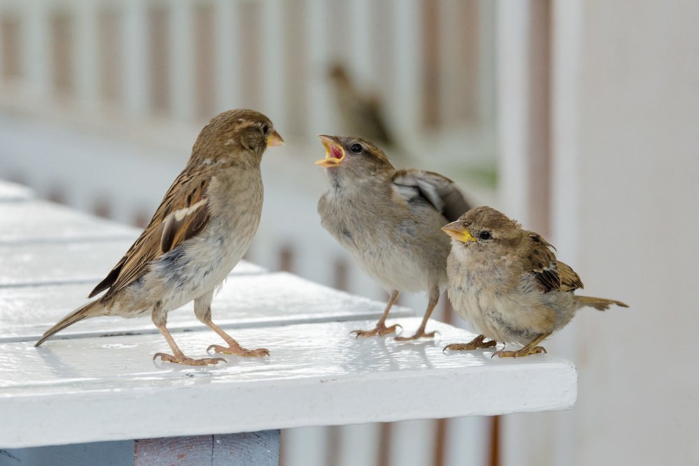Photograph by Алексей Ладей