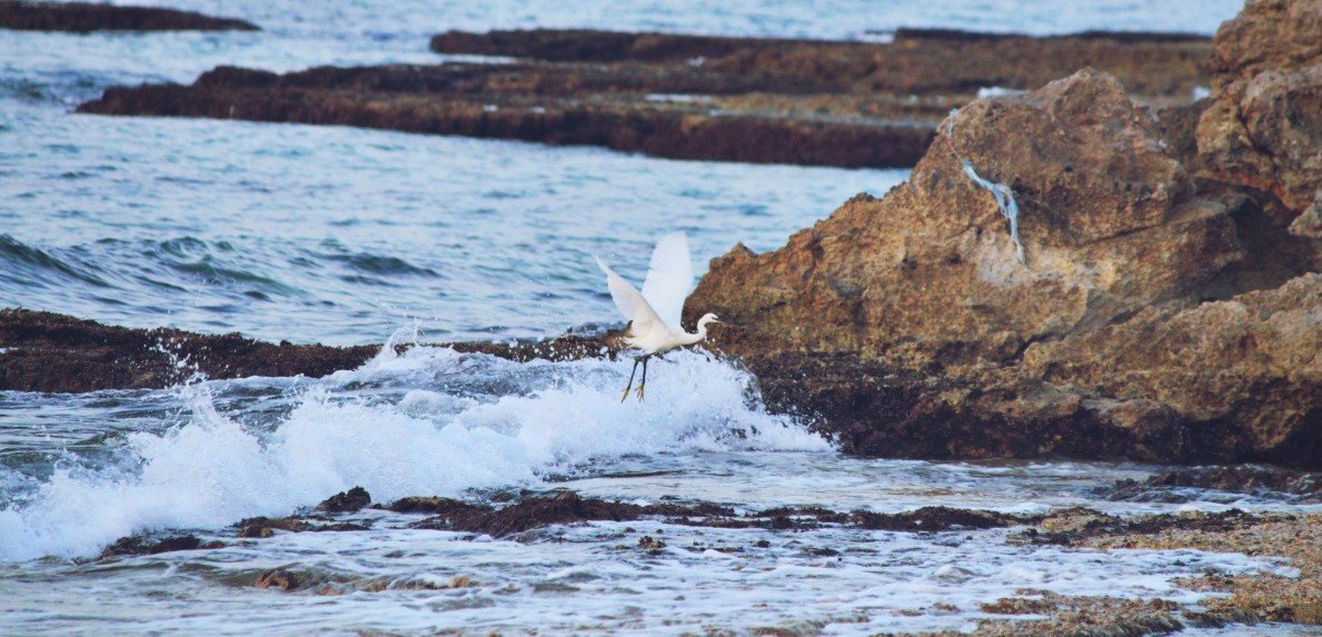 Sea bird
