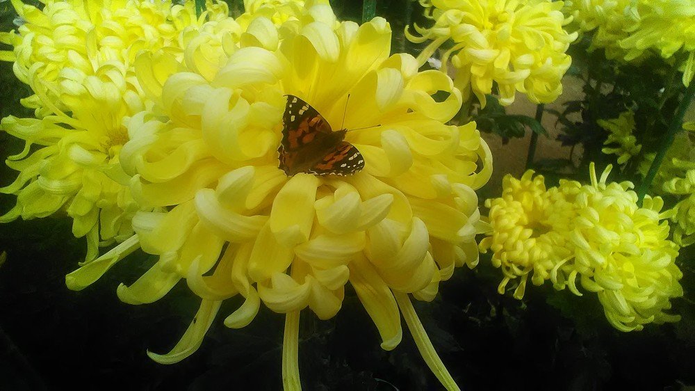 Photograph by Елена Коробкина