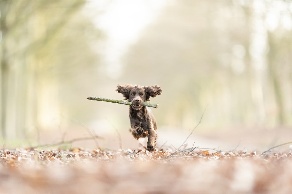 Photograph by Daniel Baksza