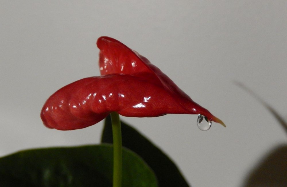 Photograph by Sylvie D.