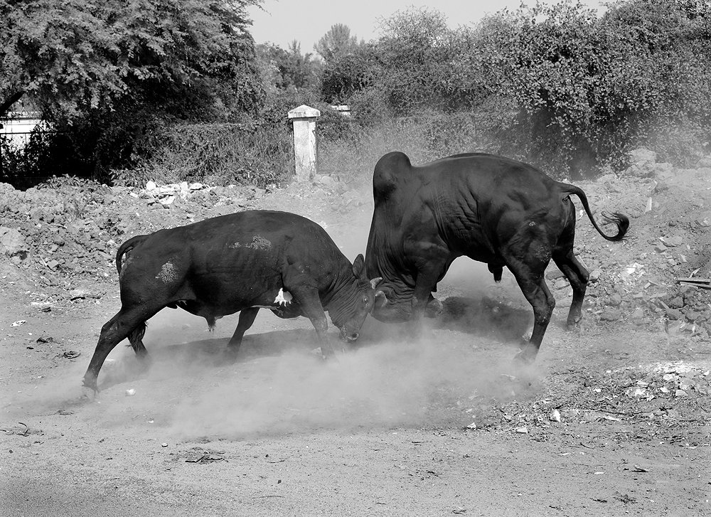 A bull fight on the Road