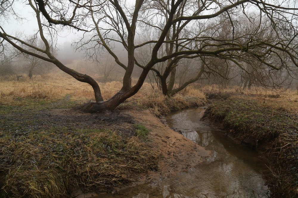 Туманный сумрак