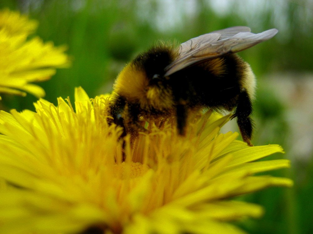 Photograph by Ирина Чечкина