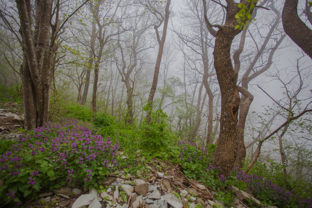 Photograph by Наталья Домбак