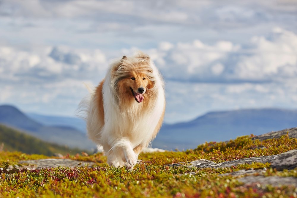 Photograph by Лана Полякова