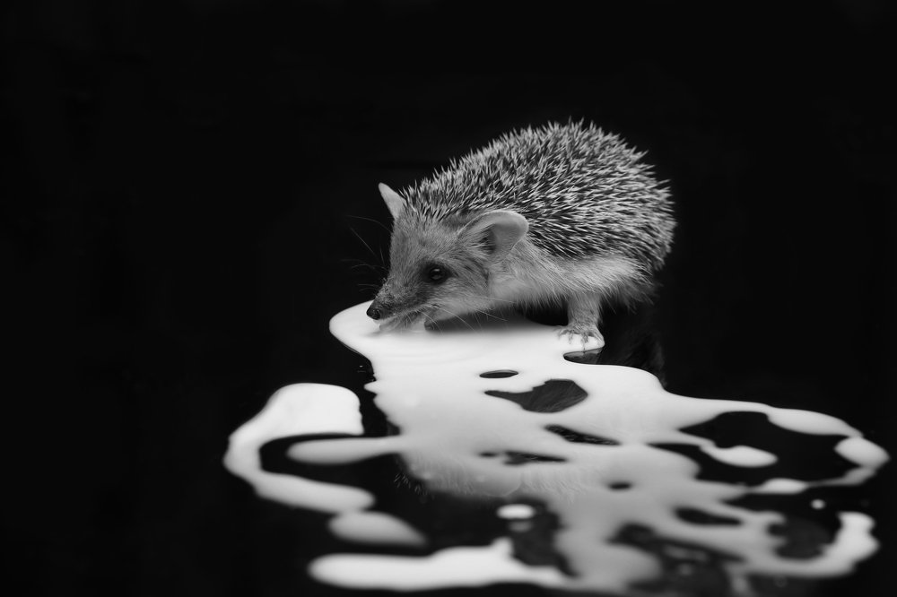 Photograph by Elena Mingazova