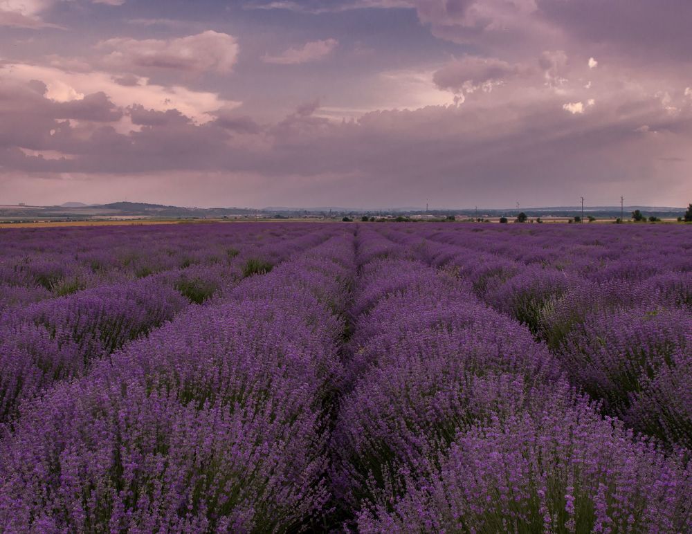 Photograph by Polina Sharapova