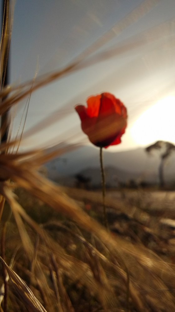 Photograph by Натали Озкан