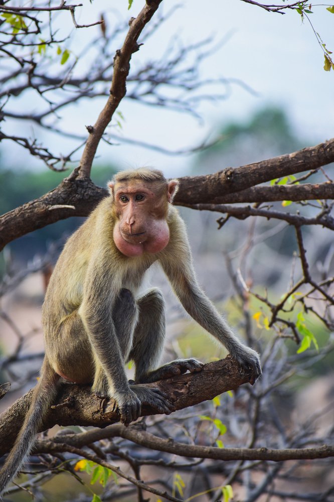 Photograph by Prabu Devan