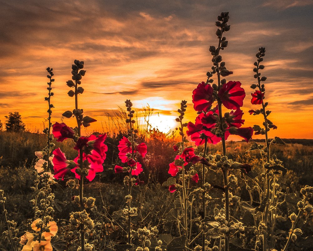 Закат в поле