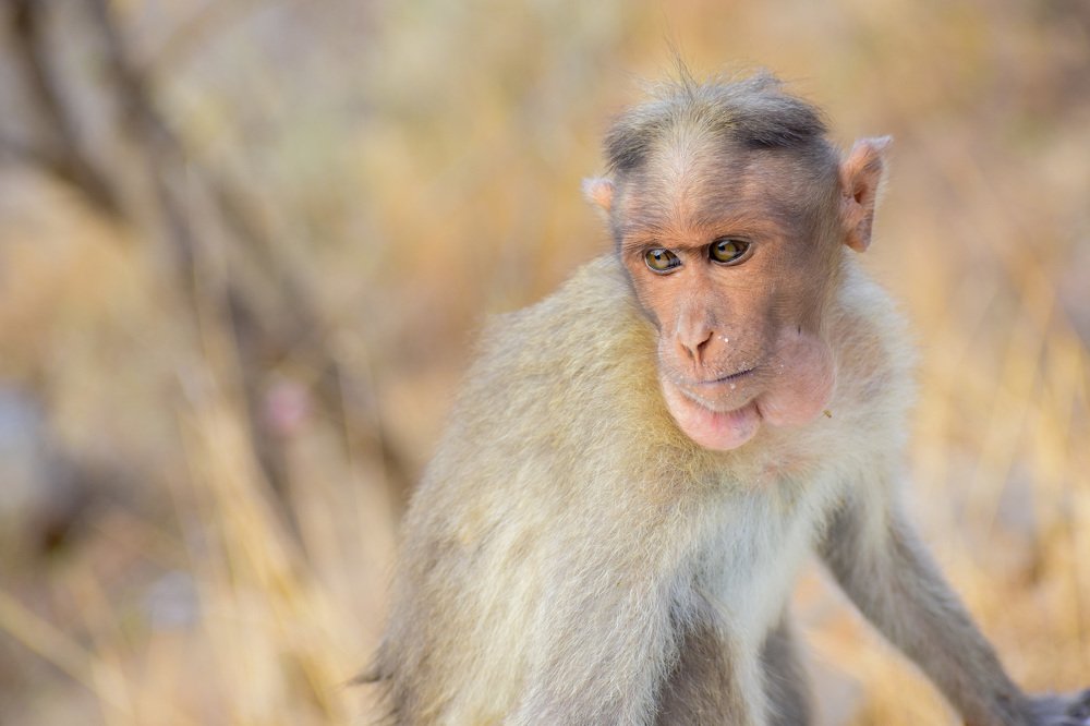 Photograph by Prabu Devan