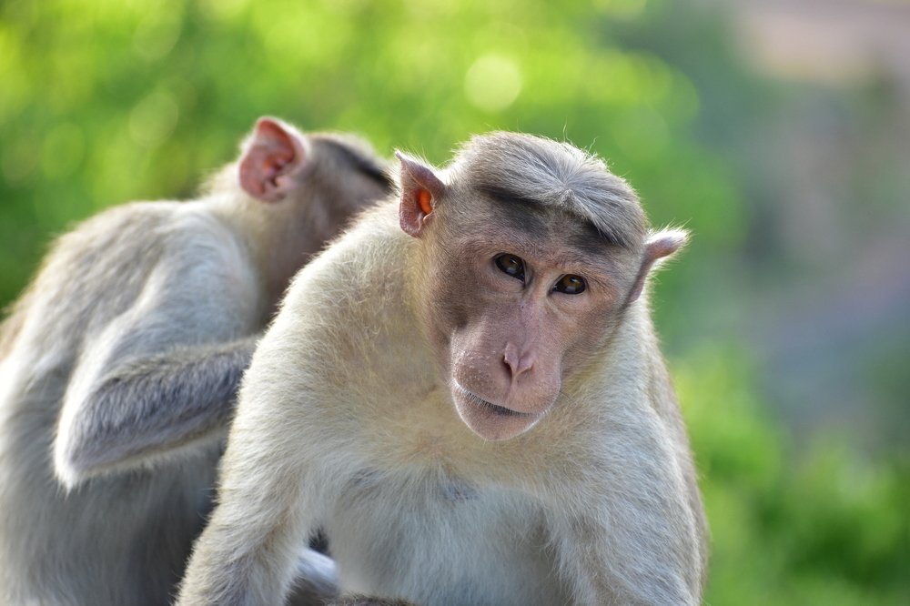 Photograph by Prabu Devan