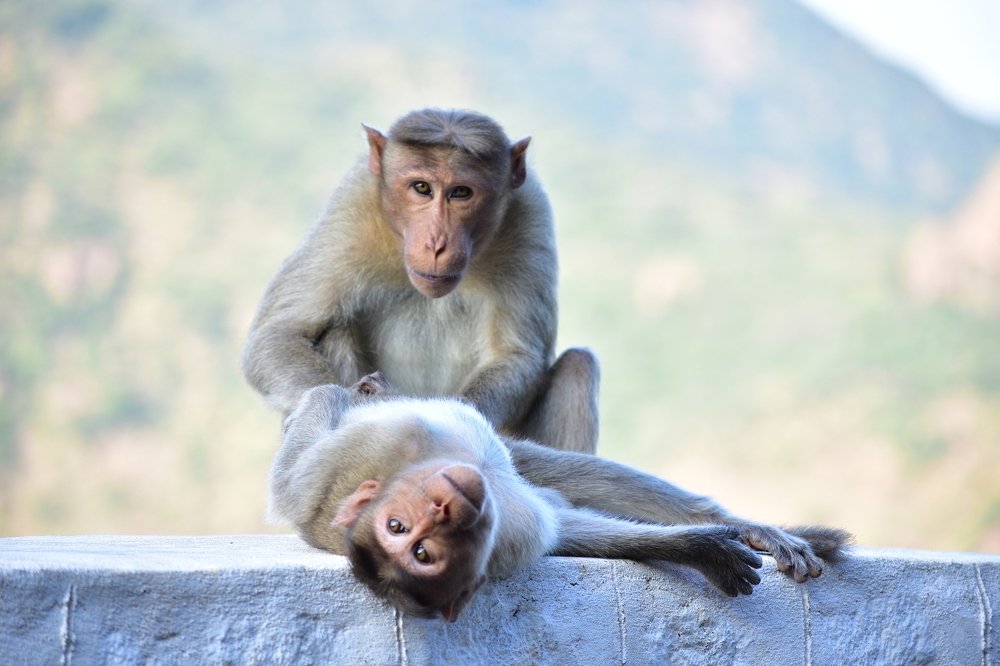 Monkey