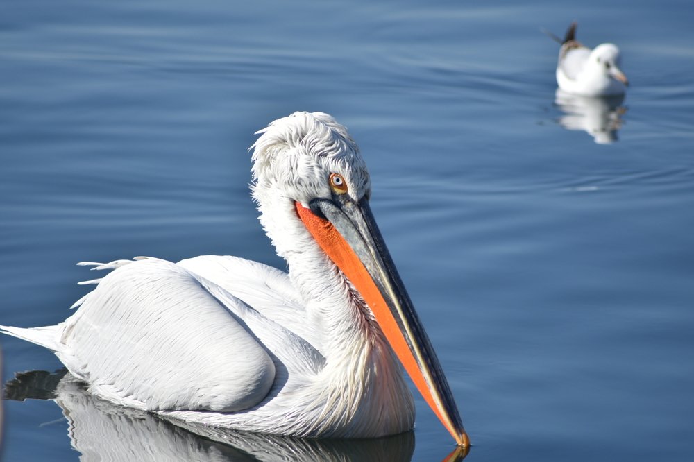 Фотография автора Sercan Özyurt