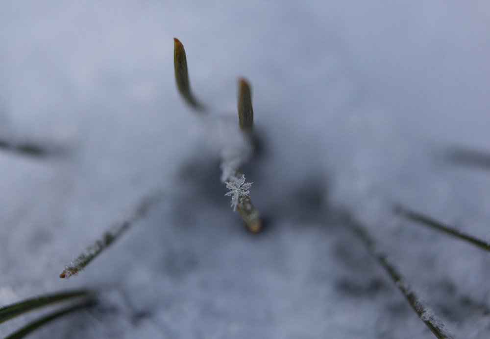 Photograph by Мария Глотова