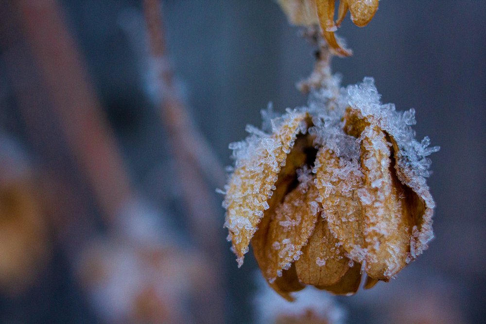 Зимний хмель