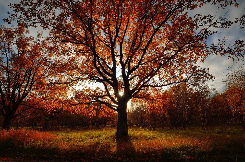 Дубы готовятся к зиме.