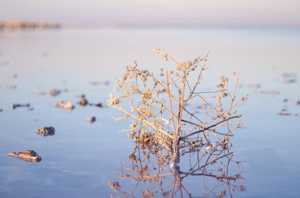 Розовое озеро Сасык-Сиваш