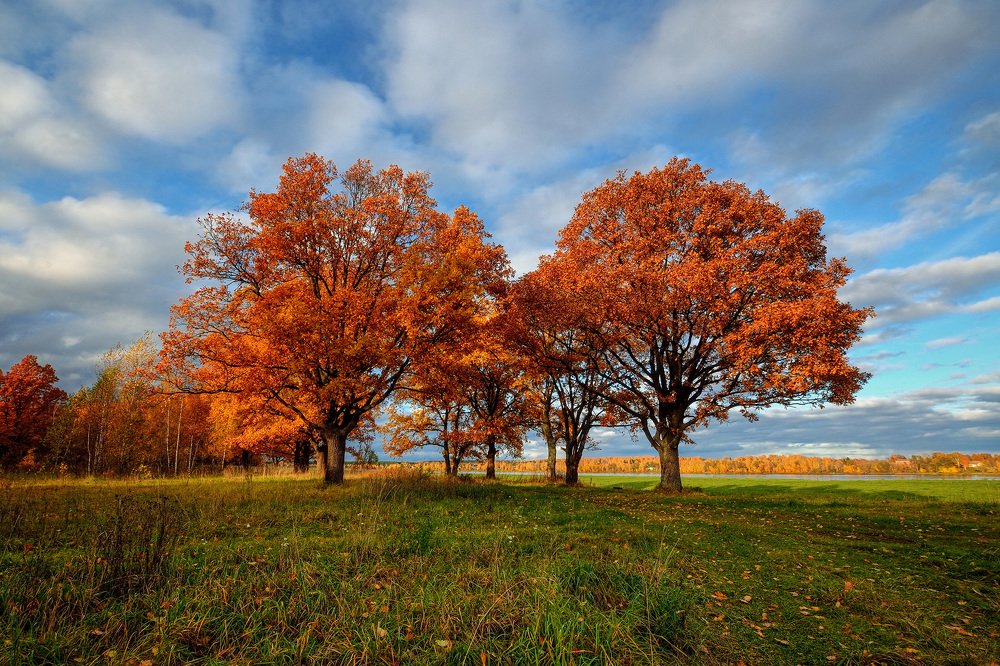 Дубы готовятся к зиме.
