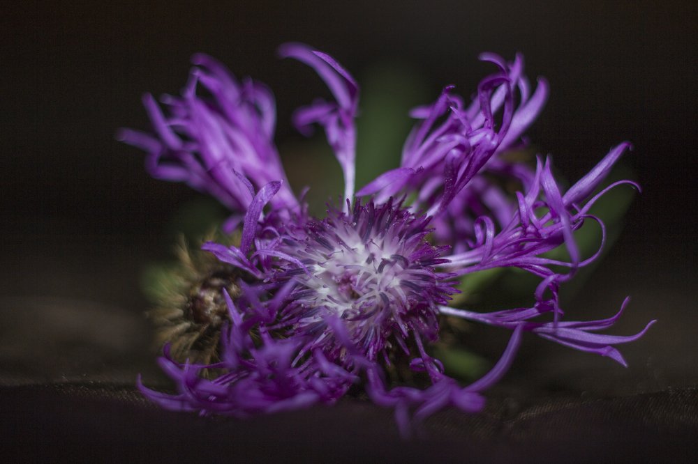 Photograph by Николаева Светлана