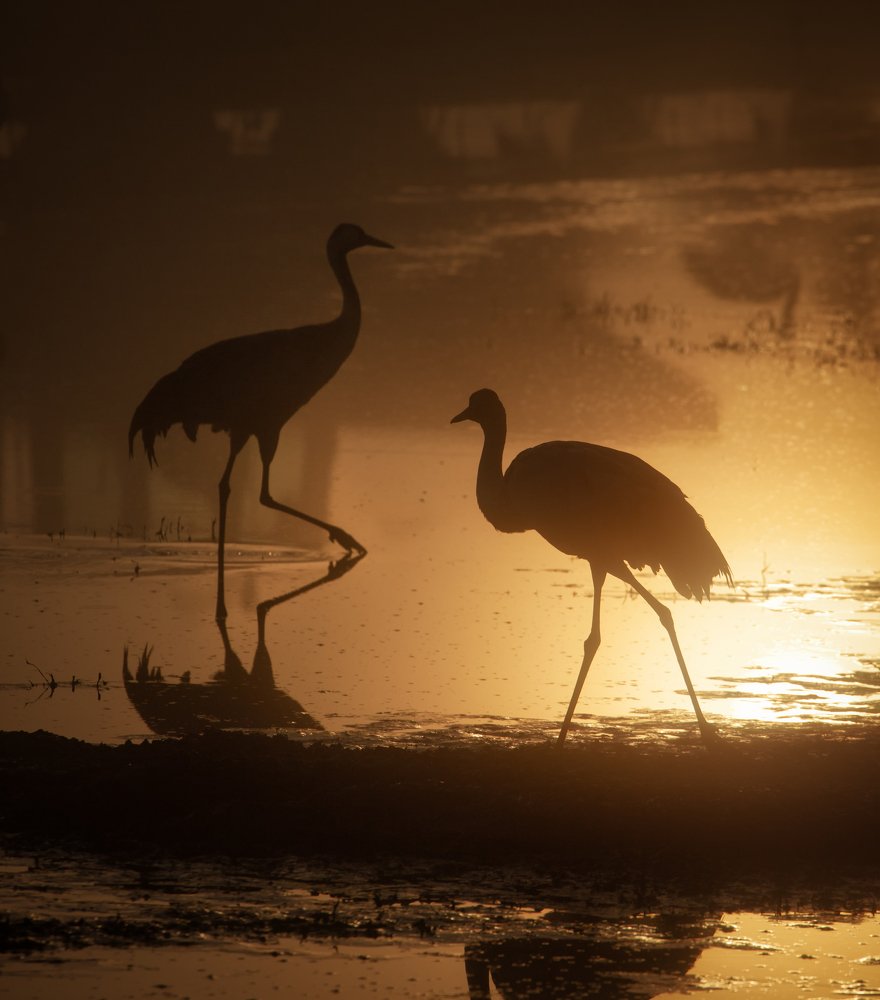 Журавлиный рассвет