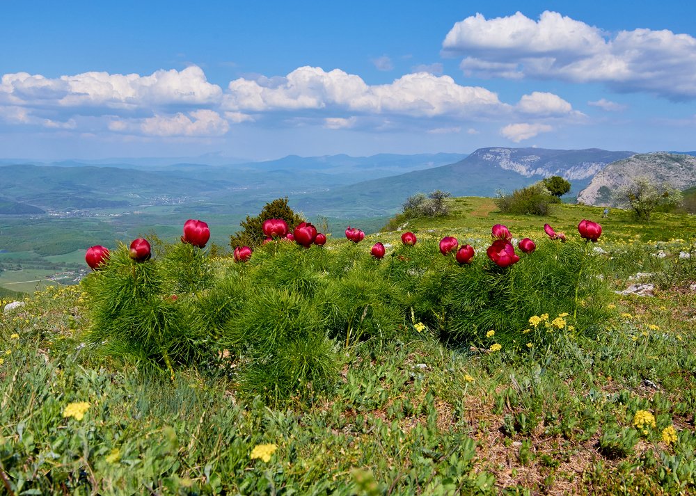 Пион остролистный