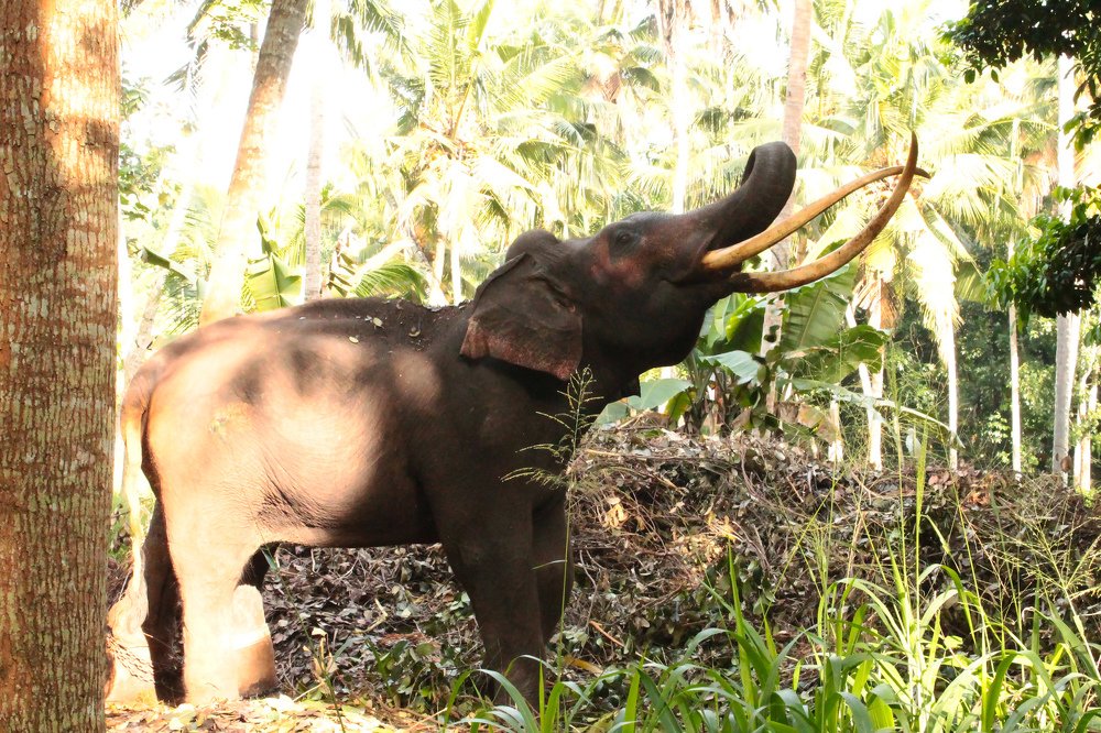 Photograph by Олексій Долинний