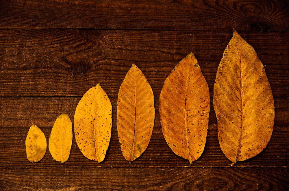 Фотография автора Elena Ozornina