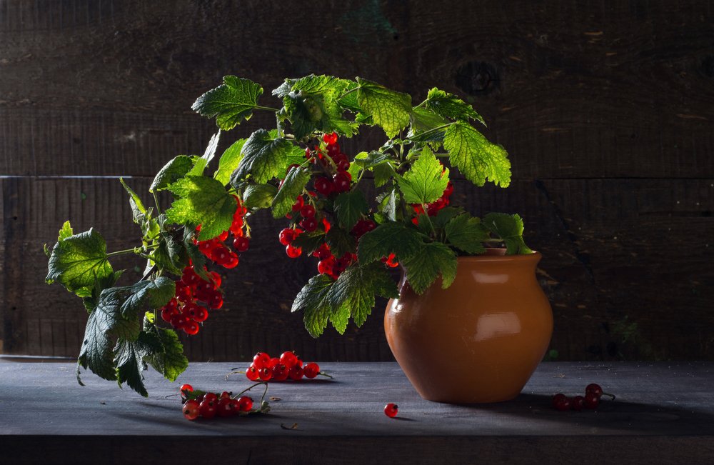 Photograph by Елена Мустафина