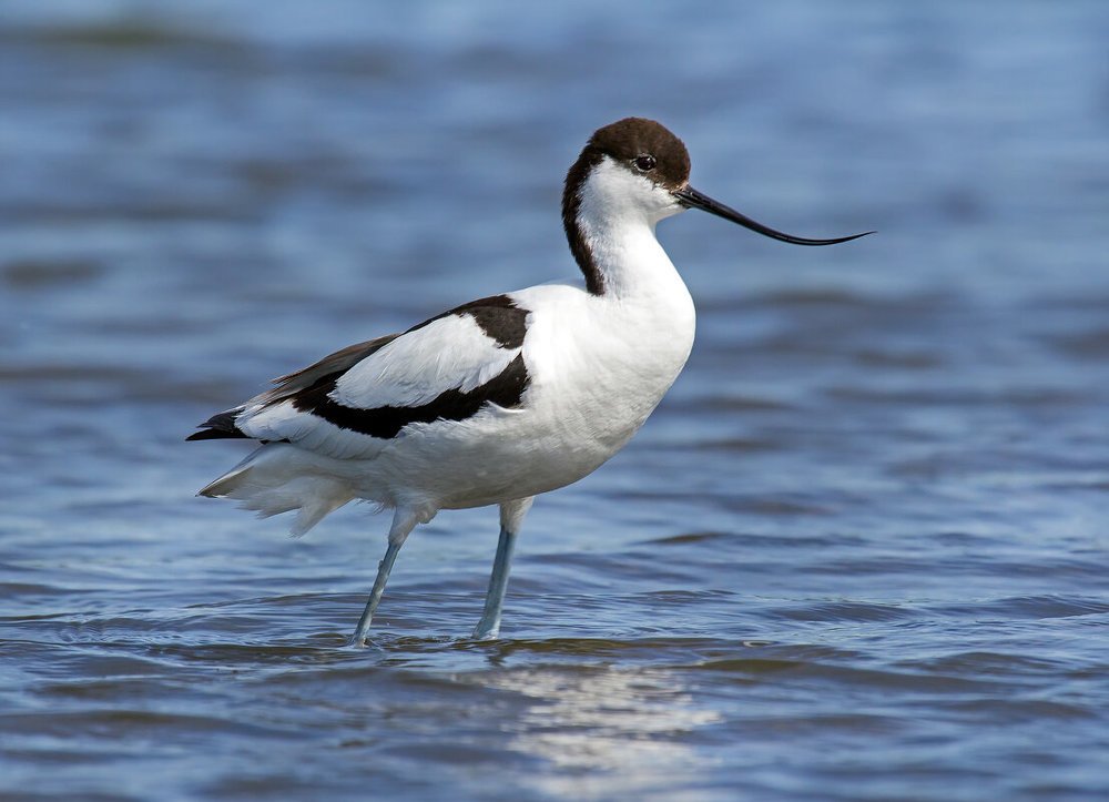 Ходить по воде...