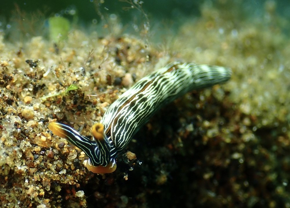 Nudibranchs
