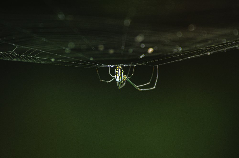 La Araña de la Escalera