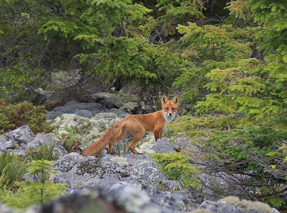 Photograph by Валерий Платонов