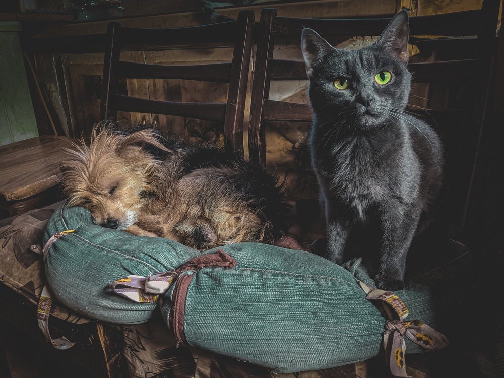 cat and dog