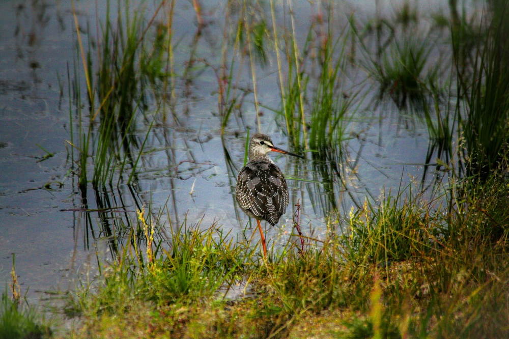 прекрасная птаха